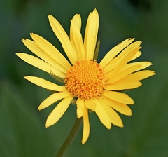 Doronicum caucasicum