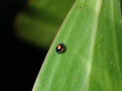 Diomus notescens