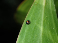 Diomus notescens
