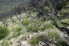 Actinotus forsythii