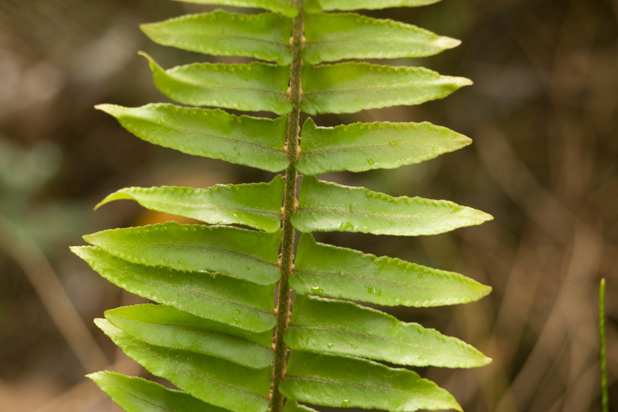 Nephrolepis exaltata ssp. hawaiiensis