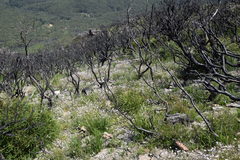 Actinotus forsythii