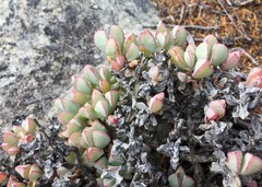 Oscularia caulescens