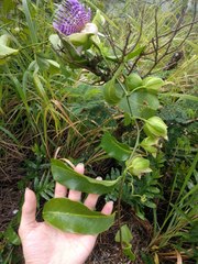 Passiflora laurifolia