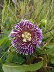 Passiflora laurifolia