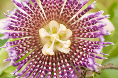 Passiflora laurifolia