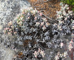 Oscularia caulescens