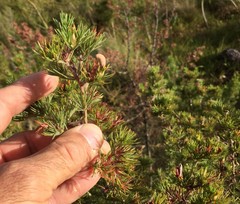 Aspalathus acanthiloba