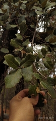 Quercus sideroxyla