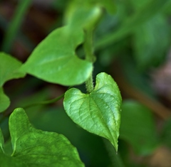 Doronicum caucasicum