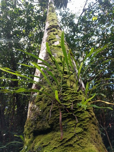 Lepisorus thunbergianus