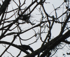 Tillandsia recurvata