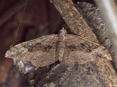 Xanthorhoe strumosata