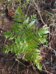 Pteridium aquilinum decompositum