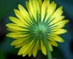 Doronicum caucasicum