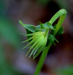 Doronicum caucasicum