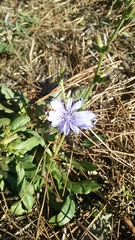 Cichorium intybus