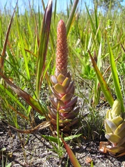 Orostachys malacophylla