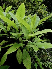 Brachyglottis hectorii