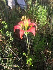 Lilium catesbaei image