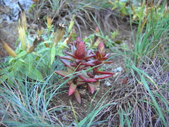 Orostachys maximowiczii