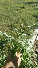 Heliotropium europaeum