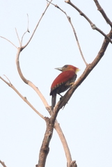 Chrysophlegma miniaceum