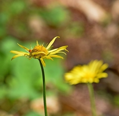 Doronicum caucasicum