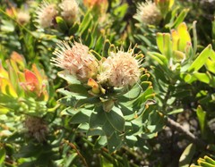 Leucospermum bolusii