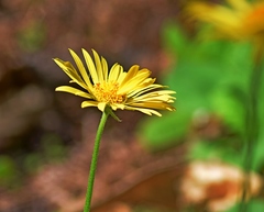 Doronicum caucasicum