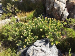 Leucospermum bolusii