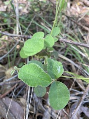 Desmodium rhytidophyllum