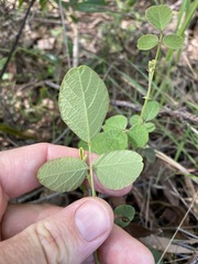 Desmodium rhytidophyllum
