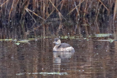 Tachybaptus ruficollis