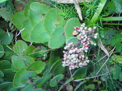 Hylotelephium ussuriense