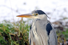 Ardea cinerea