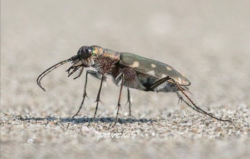 Littoral Tiger Beetle