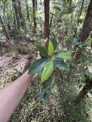 Pittosporum ferrugineum