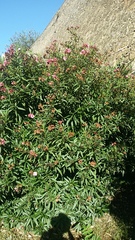 Nerium oleander