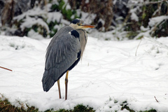 Ardea cinerea