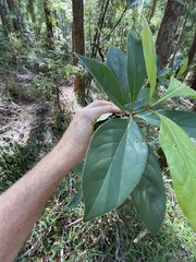 Pittosporum ferrugineum