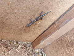 Cryptoblepharus pannosus