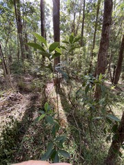 Pittosporum ferrugineum