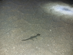 Strophurus intermedius