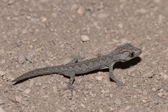Strophurus intermedius