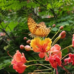 Phalanta phalantha phalantha