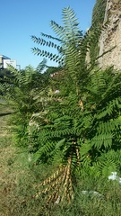 Ailanthus altissima