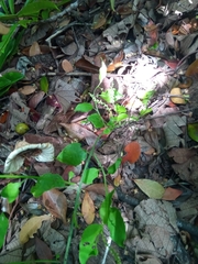 Deeringia densiflora