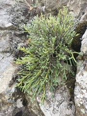 Helichrysum intermedium