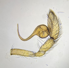 Orthonops icenoglei